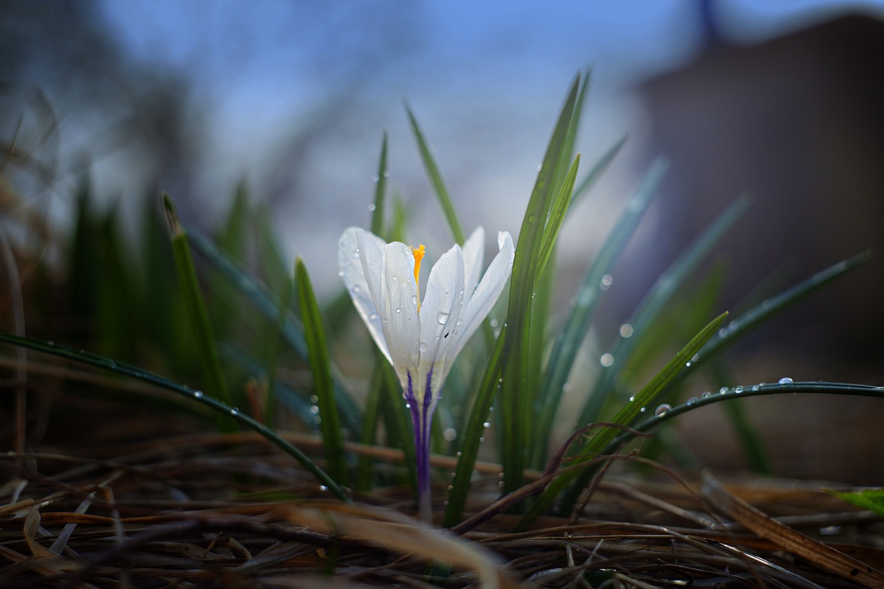 nature, crocus, plant-3103701.jpg